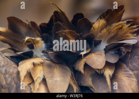 Gänsegeier (Tylose in Fulvus), Campanarios de Azaba Biological Reserve, Salamanca, Castilla y Leon, Spanien, Europa Stockfoto