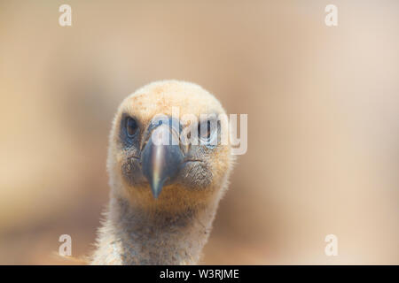 Gänsegeier (Tylose in Fulvus), Campanarios de Azaba Biological Reserve, Salamanca, Castilla y Leon, Spanien, Europa Stockfoto