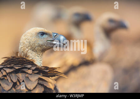 Gänsegeier (Tylose in Fulvus), Campanarios de Azaba Biological Reserve, Salamanca, Castilla y Leon, Spanien, Europa Stockfoto