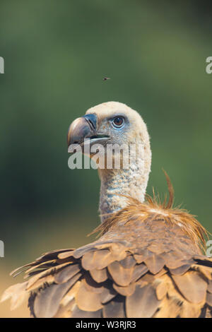 Gänsegeier (Tylose in Fulvus), Campanarios de Azaba Biological Reserve, Salamanca, Castilla y Leon, Spanien, Europa Stockfoto