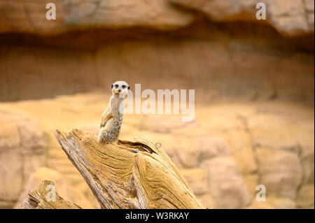 Einsame meerkat schauen aus auf einem Baumstumpf Stockfoto