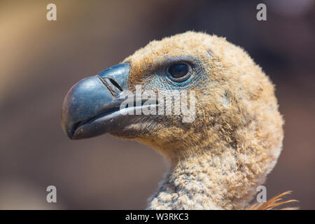 Gänsegeier (Tylose in Fulvus), Campanarios de Azaba Biological Reserve, Salamanca, Castilla y Leon, Spanien, Europa Stockfoto