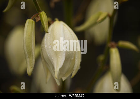 Die Blüten einer Yucca gloriosa, auch bekannt als Moundlilie, spanischer Dolch und Palmlilie, eine Sukkulente aus dem Südosten der Vereinigten Staaten. Stockfoto