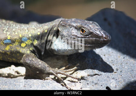 Nahaufnahme eines männlichen Eidechse aus der Insel Teneriffa bekannt als GALLOTIA GALLOTI. Diese Art von Lizard gehört zu einer Gattung endemisch auf die Kanarischen Inseln. Stockfoto