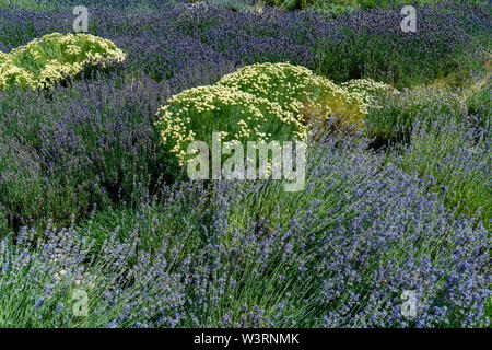 Mediterrane Beet mit puple Lavendel (Lavandula angustifolia) und Weiß Oliv Kraut (santolina viridis) Stockfoto