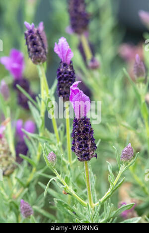 Schöne aromatische Blütenköpfe der französischen Lavendel in voller Blüte. Stockfoto