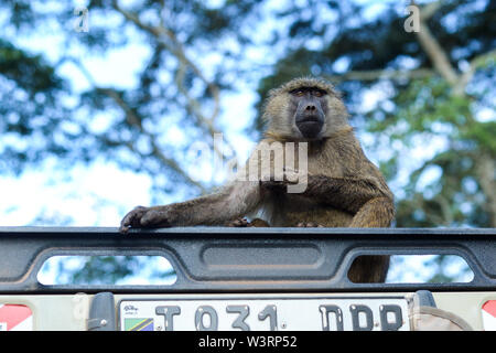 Verschiedene Wildtiere sind in der Serengeti, Tansania, Afrika einschließlich Elefanten, Zebras, Nilpferde, Vögel, Gnus, Nilkrokodile, Adler und Leoparden gesehen. Stockfoto