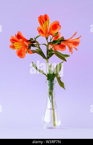 Orange gefärbten Blüten von alstroemeria, allgemein die Peruanische Lilie oder Lily der Inkas in kleinen transparenten Glas Vase auf lila Hintergrund aufgerufen. Stockfoto