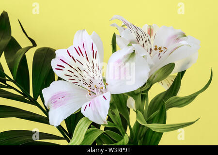 Grünen Blättern und weißen Blüten von alstroemeria, auch genannt der Peruanischen Lilie oder Lily der Inkas auf gelbem Hintergrund. Blüten mit weißen Blüten. Stockfoto