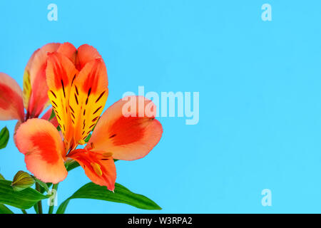 In der Nähe von Orange Blume von alstroemeria, die gemeinhin als die peruanischen Lilie oder Lily der Inkas und Raum Kopie auf einem blauen Hintergrund. Stockfoto