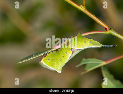 Caterpillar der Puss Moth (Cerura vinula) nimmt Ihr verteidigungsdispositiv als Antwort auf eine wahrgenommene Bedrohung Stockfoto