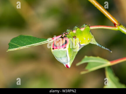 Caterpillar der Puss Moth (Cerura vinula) nimmt Ihr verteidigungsdispositiv als Antwort auf eine wahrgenommene Bedrohung Stockfoto