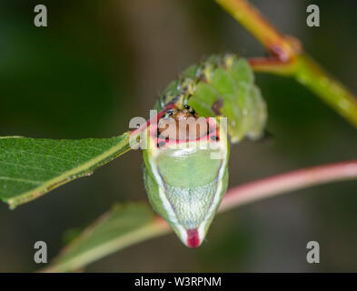 Caterpillar der Puss Moth (Cerura vinula) nimmt Ihr verteidigungsdispositiv als Antwort auf eine wahrgenommene Bedrohung Stockfoto