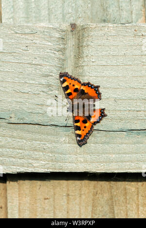 Frisch aufgetaucht Schmetterling kleiner Fuchs (Nymphalis urticae) genießen Sie die Sonnenstrahlen auf einem hölzernen Zaun Panel Stockfoto