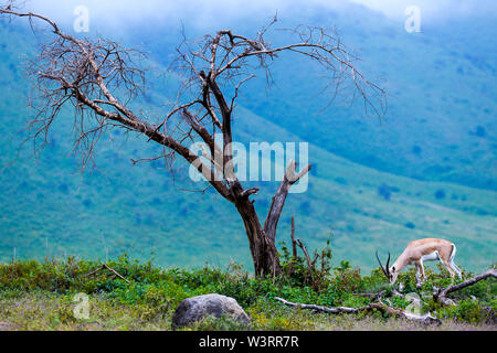 Verschiedene Wildtiere sind in der Serengeti, Tansania, Afrika einschließlich Elefanten, Zebras, Nilpferde, Vögel, Gnus, Nilkrokodile, Adler und Leoparden gesehen. Stockfoto