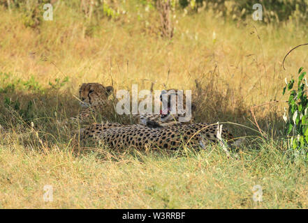 Cheetah, Acinonyx jubatus, Gähnen gähnen Mund weit öffnen Zähne Zunge. Masai Mara National Reserve. Ausruhen im Schatten unter Bäumen, im Gras getarnt Stockfoto