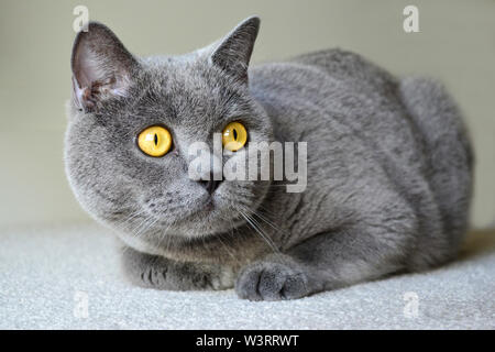 Britisch Kurzhaar Katze mit blauen grauen Pelz Stockfoto