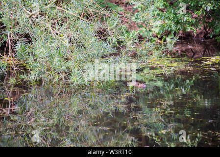 Eine Bisamratte schwimmt in einem kleinen seichten Fluss Stockfoto