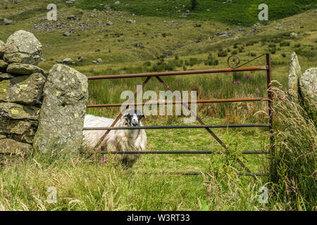Grobe fiel Schafe hinter einem Tor auf Gatescarth Pass in der Lake District National Park Cumbria Stockfoto