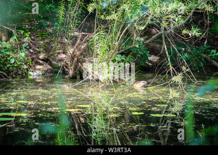 Eine Bisamratte schwimmt in einem kleinen seichten Fluss Stockfoto