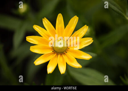 Heliopsis helianthoides, aus der Familie der Asteraceae, bekannt als raues Ochsenauge, glattes Ochsenauge und falsche Sonnenblume, stammt aus Nordamerika. Stockfoto