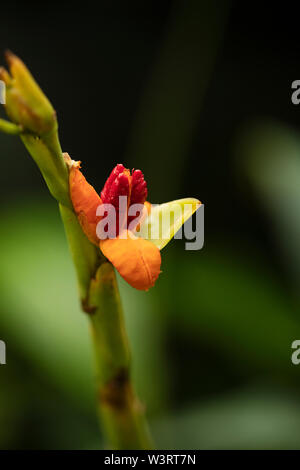 Alpinia officinarum, bekannt als kleiner Galgant, ist eine Pflanze in der Ingwerfamilie aus Südostasien und beliebt zum Kochen und als pflanzliches Heilmittel. Stockfoto