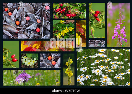 Vier Jahreszeiten von Color Collage Stockfoto