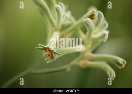 Kängurupfote (Anigozanthos), eine Pflanze, die in Westaustralien in der Familie der Blutwürzegewächse Haemodoraceae beheimatet ist. Stockfoto