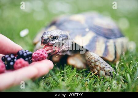 Himbeere und Brombeere für Home Schildkröte. Nahaufnahme der Hand mit Obst für inländische pet im Gras auf Hinterhof. Stockfoto