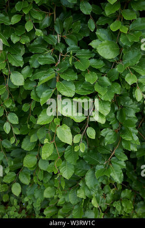 Fagus sylvatica pendula im Frühling Stockfoto