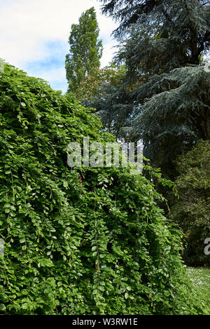Fagus sylvatica pendula im Frühling Stockfoto