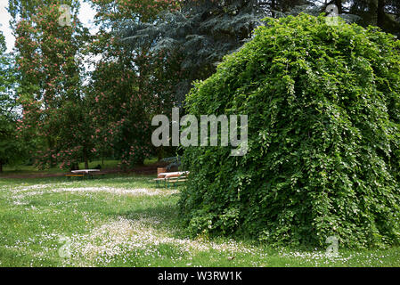 Fagus sylvatica pendula im Frühling Stockfoto