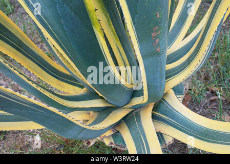 Grüne und gelbe Blätter von Agave americana Napi Stockfoto