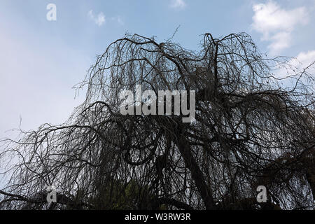 Fagus sylvatica pendula Filialen ohne Laub Stockfoto