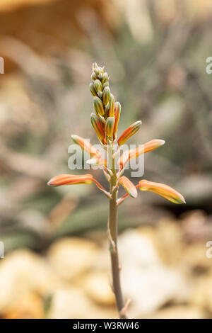 Röhrenförmige Orangenblüten der Aristaloe aristata, bekannt als Meerschweinchen-Aloe, Spitzen-Aloe oder Fackel Pflanze, eine Sukkulente aus dem südlichen Afrika. Stockfoto