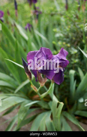 Lila Blüten der Iris x Germanica Stockfoto