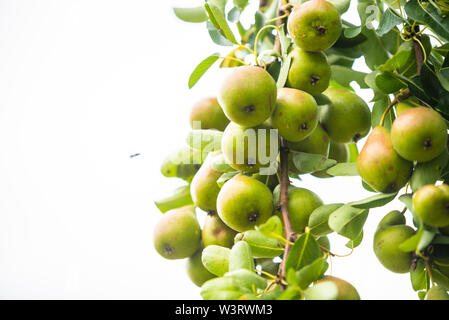 Viele Birnen sind bald Reif auf dem Pear Tree Stockfoto