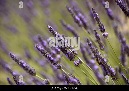 Schöne Lavendel in der Senanque Abtei in der Provence, Südfrankreich. Stockfoto