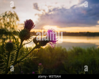 Closeup Speer Thistle lila Blüte über Sonnenuntergang Himmel und See Hintergrund. Cirsium vulgare, Anlage mit Wirbelsäule und Nadeln gespitzt geflügelten Stängel und Blätter, Stockfoto