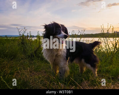 Portrait von freudiger Hund stehen im Freien, auf der grünen Wiese, über Sonnenuntergang Hintergrund während einer Landschaft Abend Spaziergang in der Natur. Stockfoto