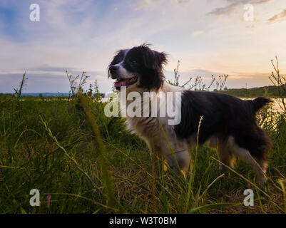 Freudiger Hund wandern im Freien an einem Sommerabend, steht auf einer grünen Wiese aufmerksamen Blick auf Sonnenuntergang Hintergrund in einer Landschaft. Stockfoto