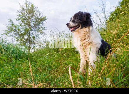 Happy Border Collie Hund auf dem Gras in der Mitte der Natur genießen Sie die Stille eines sonnigen Tages suchen sitzt. Stockfoto