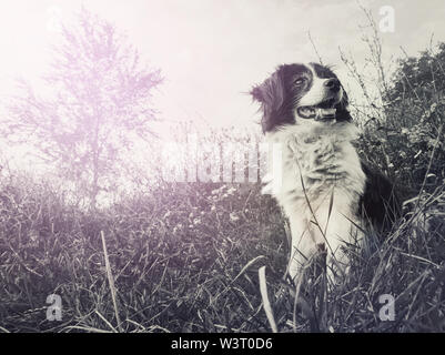 Schwarz-weiß-Porträt eines glücklichen Border Collie Hund auf dem Feld in der Mitte der Natur genießen Sie die Stille eines sonnigen suchen Sitz d Stockfoto