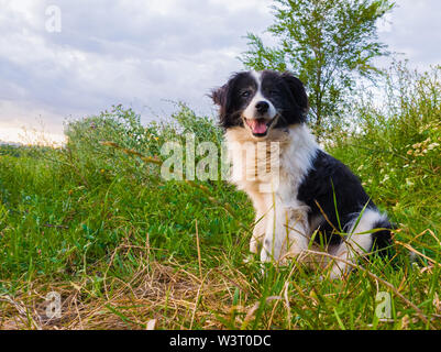 Happy Dog Portrait auf dem grünen Rasen mitten in der Natur sitzen Kamera mit offenem Mund genießen die Stille von einem sonnigen Tag. Stockfoto