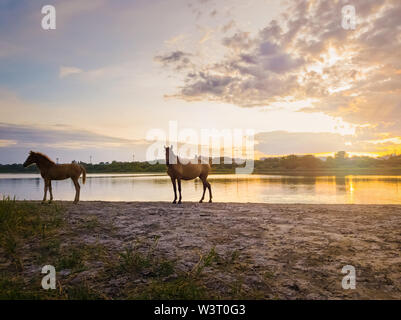 Zwei braune Pferde, junge Fohlen und seine Mutter Mare, in der Nähe von Teich stehen, Bewässerung über Sonnenuntergang Hintergrund mit Reflexion über die Oberfläche des Sees. Stockfoto