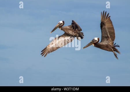 Braune Pelikane Angeln off-shore Stockfoto