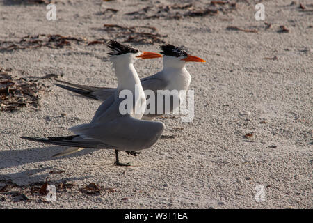 Royal Seeschwalben an einem Florida Strand Stockfoto