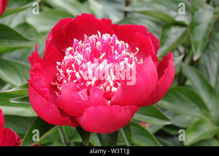 Paeonia lactiflora 'Crimson Glory' Päonie Blüte im Sommer - Juni. Großbritannien Stockfoto