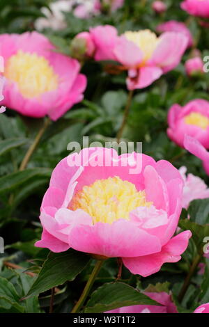 Paeonia lactiflora 'Mr G.F. Hemerik" Pfingstrose Blüte im Sommer - Juni. Großbritannien Stockfoto