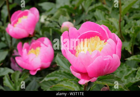 Paeonia lactiflora 'Mr G.F. Hemerik" Pfingstrose Blüte im Sommer - Juni. Großbritannien Stockfoto